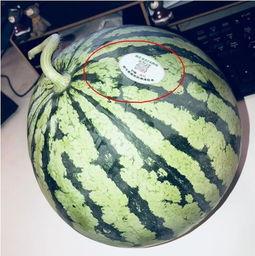 718网红吃瓜网,揭秘娱乐圈幕后故事，带你领略网红圈风云变幻